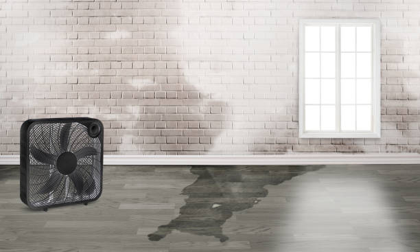 Best Mold removal after water damage  in Greenock, PA